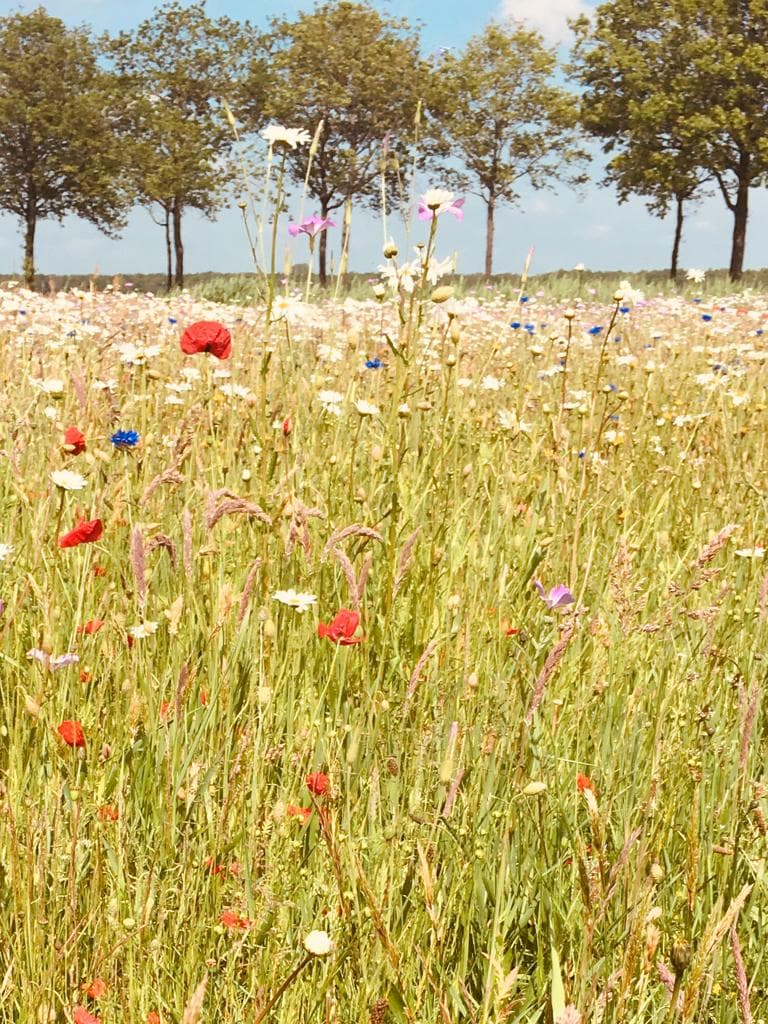 Wilde bloemenweide met klaprozen en een rij bomen